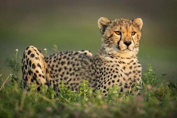 Cheetah cub, Serengeti National Park, Tanzania