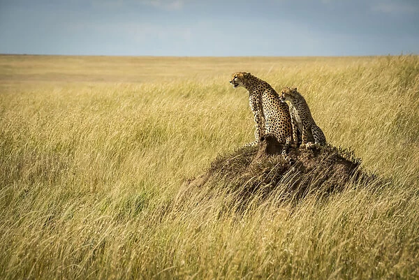 Cheetah and cub sit on termite mound, Serengeti, Tanzania