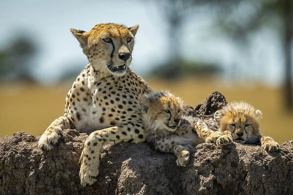 Cheetah lies on mound with sleepy cubs