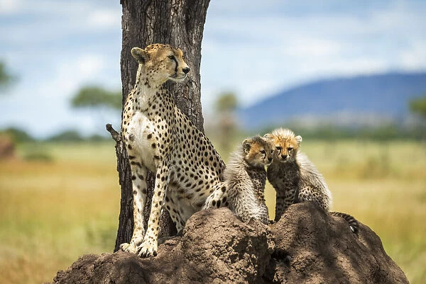 Cheetah sits on termite mound by cubs