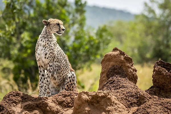 Cheetah sitting on termite mound turning head, Serengeti, Tanzania