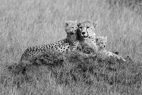 Cheetahs (Acinonyx jubatus), Mother animal with young cubs resting on a mound in the grassy savanna at the Grumeti Game Reserve; Tanzania