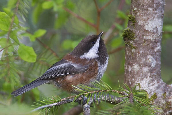 Chestnut-Backed Chickadee Perched On A Spruce Branch Along The Copper River Delta, Cordova, Southcentral Alaska, Spring