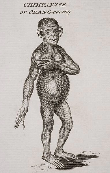 Chimpanzee Or Orang-Outang. Engraved By P. Halpin 18Th Century