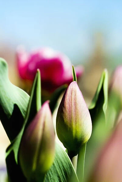 China Pink Tulips (Tulipa Cultivars), Close-Up Of Buds In Garden