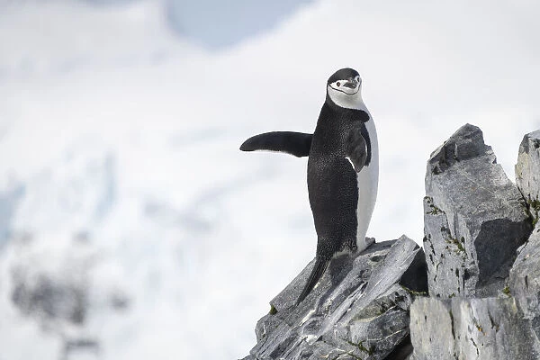 Chinstrap penguin (Pygoscelis antarcticus) stands on rock waving flippers; Antarctica