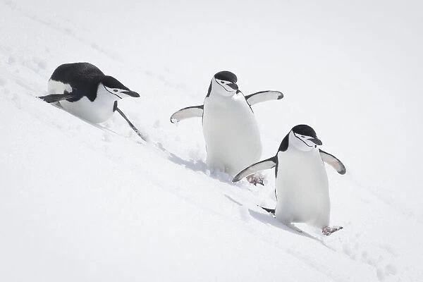 Three Chinstrap penguins (Pygoscelis antarcticus) slide down snowy hill; Antarctica