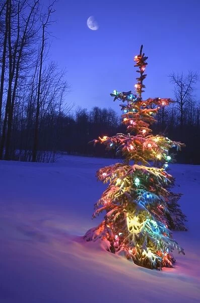 Christmas Tree Outdoors Under Moonlight