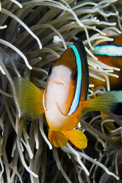 Clarks Anemonefish (Amphiprion Clarkii) And Sea Anemone; Indonesia