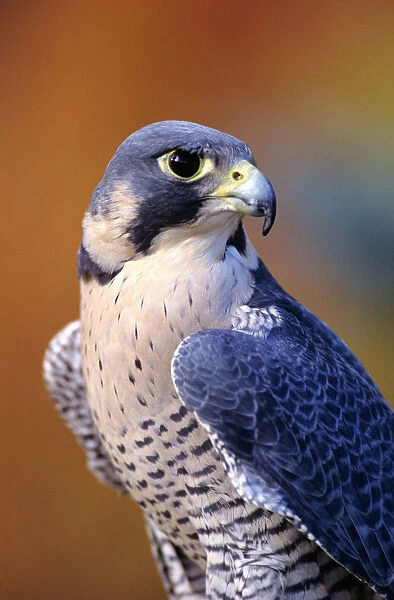 Close up of adult male Peregrine Falcon