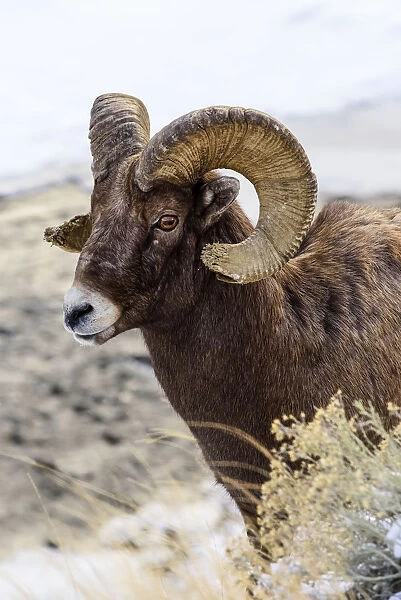 Close Up Of Bighorn Ram (Ovis Canadensis) With Broomed (Splintered) Horn Tips Resulting From Butting Heads With Other Rams, Shoshone National Forest; Wyoming, United States Of America