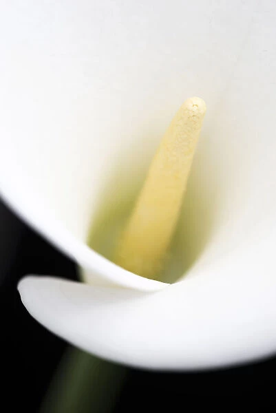 Close Up Of Blurred Centre Of White Arum Or Calla Lily (Zantedeschia Aethiopica), Shot From The Front Against A Black Background; London, England