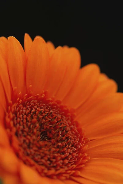 Close Up Of The Centre Of An Orange Gerbera With The Petals Slightly Out Of Focus Against A Black Background; London, England