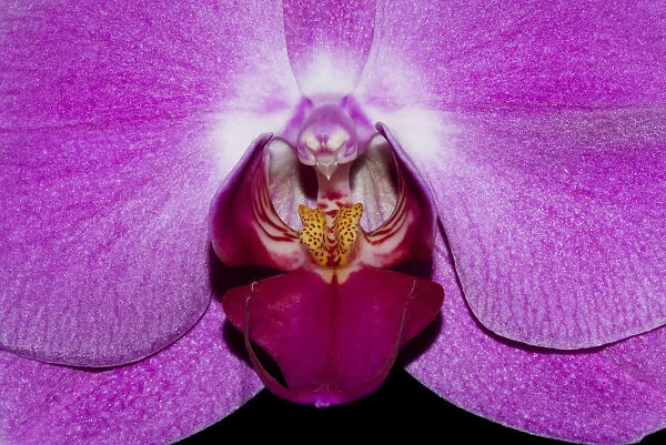 Close Up Of Centre Of Purple Phalaenopsis Orchid; Hong Kong, China