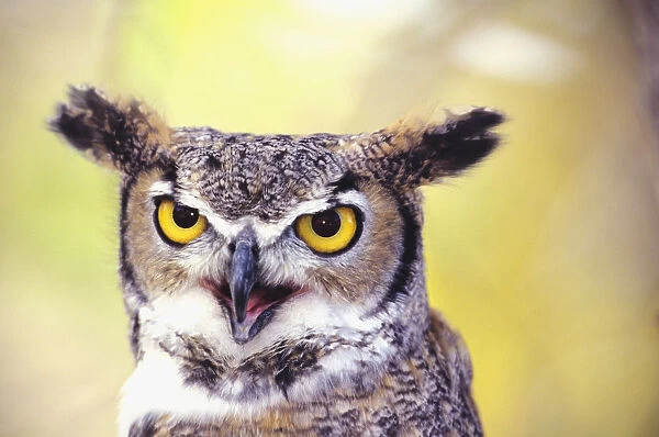 Close up of face of Great Horned Owl (Bubo Virginianus)