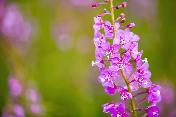 Close Up Of Fireweed Blooming Near Anchor Point In Southcentral Alaska