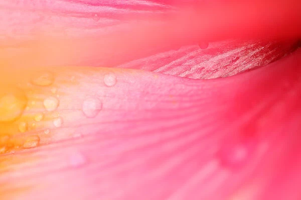 Close Up Of Giant Pink Iris, Hilo, Hawaii