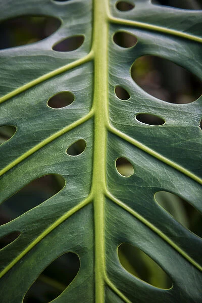 Close Up Of A Green Leaf With Holes In It; Hawaii, United States Of America