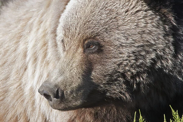 Close Up Of A Grizzly (Ursus Arctos) Near The Park Road, Denali National Park, Early Summer, Interior Alaska