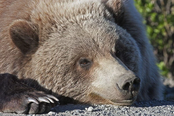Close Up Of A Grizzly (Ursus Arctos) Resting With His Head On The Park Road, Denali National Park, Early Summer, Interior Alaska