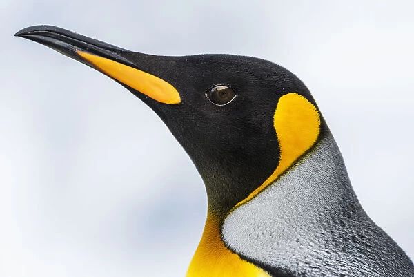 Close Up Of The Head Of A King Penguin (Aptenodytes Patagonicus) With A Black Head And Grey Back With An Orange Beak And Throat, Blurred Background; Antarctia