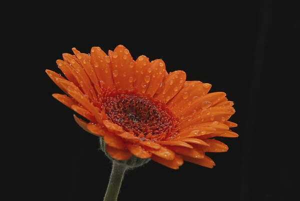 Close Up Of The Head And Stem Of An Orange Gerbera, Sprinkled With Raindrops Against A Black Background; London, England