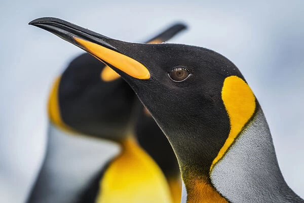 Close Up Of King Penguin (Aptenodytes Patagonicus) With Others Behind; Antarctic