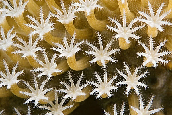 Close up of Leather Coral Polyps (Sarcophyton Sp); Malaysia