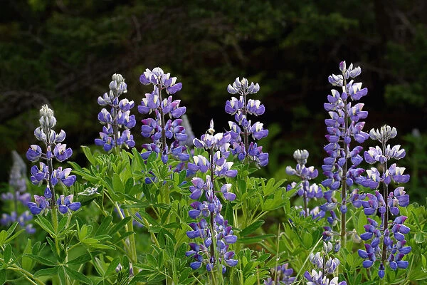 Close Up Of Lupine Wildflowers In Bloom Sc Ak Summer