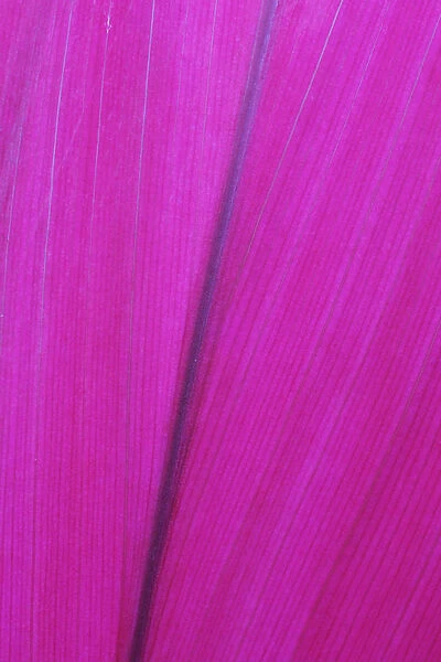 Close Up Detail Of A Pink Flower Petal; Hawaii, United States Of America