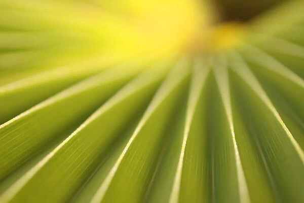 Close Up Of A Plant On The Island Of Kauai, Hawaii