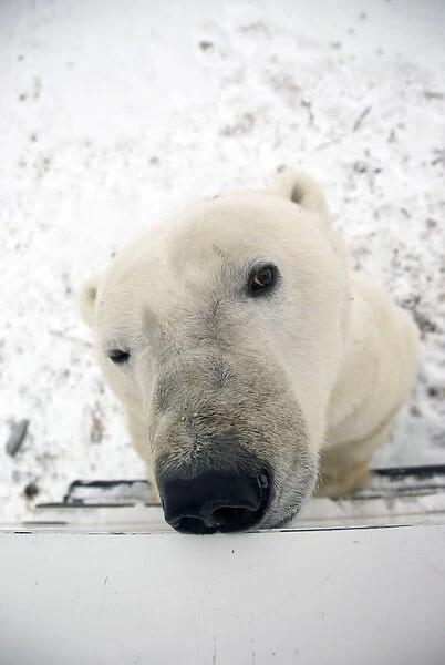 Close Up Of A Polar Bears Face Looking Up, Sniffing And Curious About Photographer In Tundra Buggy At Churchill, Manitoba, Canada