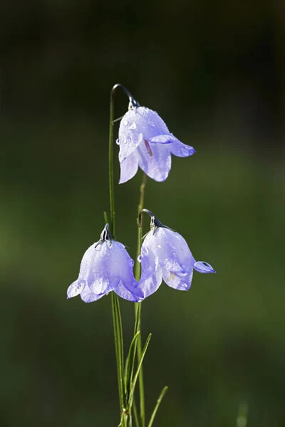 Close Up Of Three Purple Bluebell (Hyacinthoides) Flowers; Kananaskis Country, Alberta, Canada