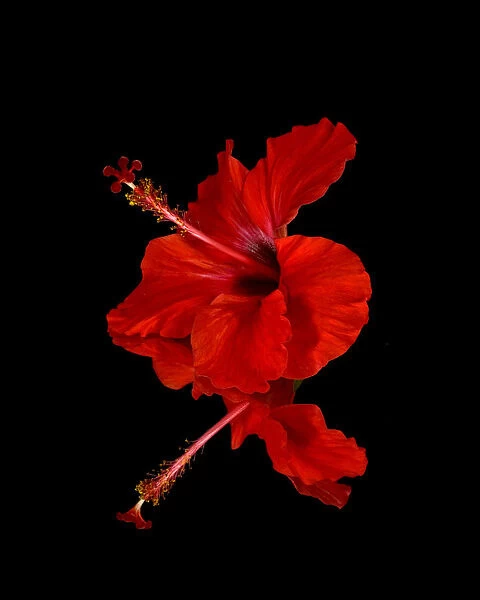 Close Up Of A Red Hibiscus Flower On A Black Background; Maui, Hawaii, United States Of America