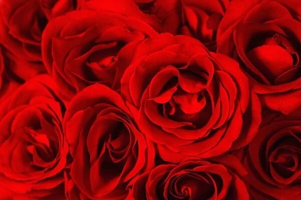 Close Up Of Red Roses