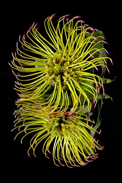 Close Up Of A Unique Tropical Flower On A Black Background; Hawaii, United States Of America