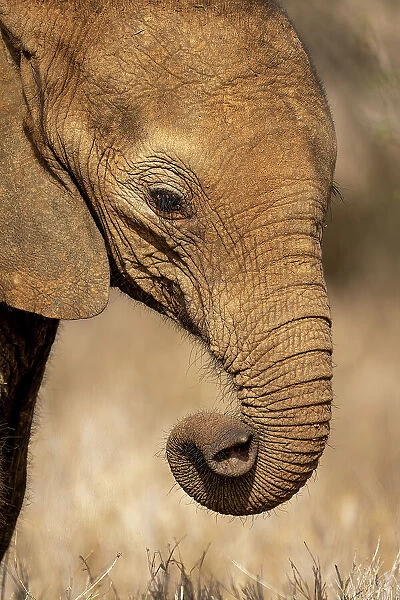 Close-up of African bush elephant curling trunk
