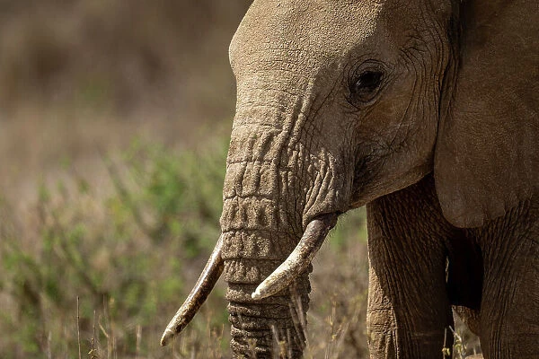 Close-up of African bush elephant in savannah