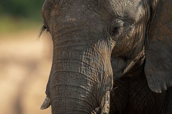 Close-up of African bush elephant staring down
