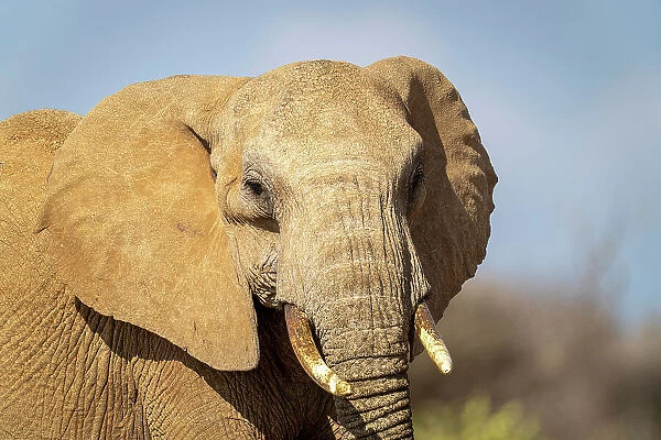 Close-up of African bush elephant watching camera