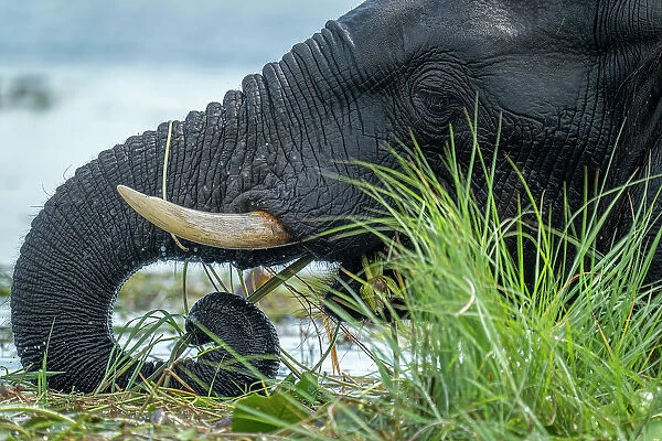 Close-up of African elephant eating in river
