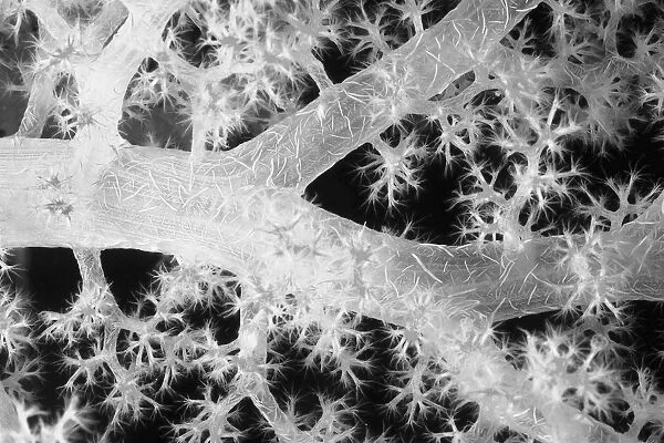 Close-Up Of Alcyonarian Coral With Bundles Of Sclerites (Black And White Photograph)