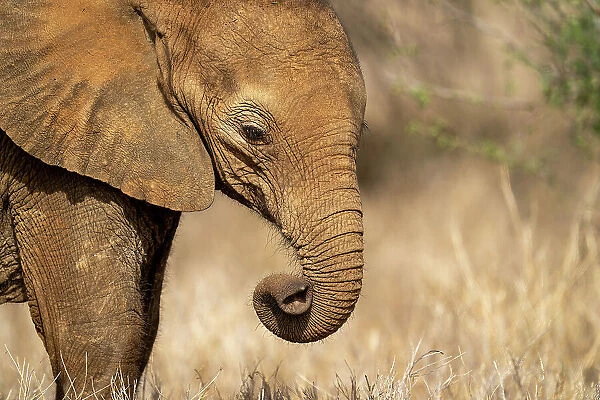 Close-up of baby African elephant rolling trunk