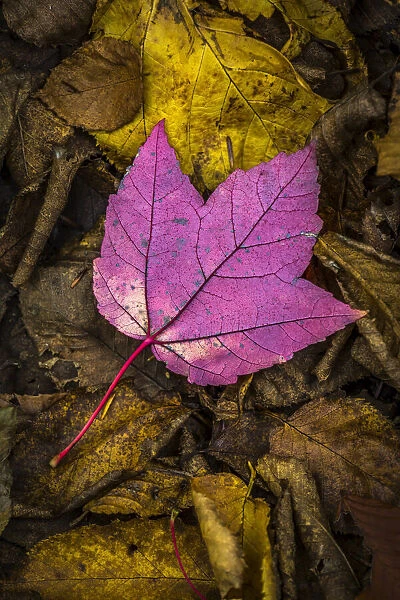 Close-Up of Backside of Red Maple Leaf on Forest Floor Amongst Brown Decomposed Leaves