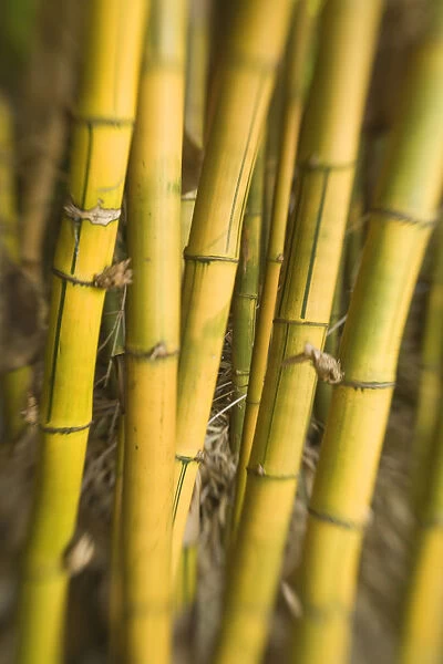 Close-Up Of Bamboo Stalks