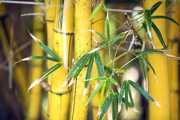 Close-Up Of Bamboo Stalks And Leaves