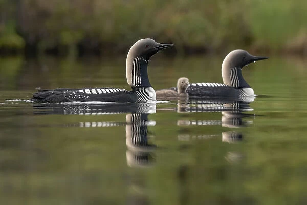 Close-up of a beautiful Pacific loon family (Gavia pacifica) gliding through the calm water; Whitehorse, Yukon, Canada