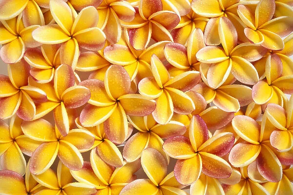 Close-Up Of A Bed Of Yellow Plumeria Flowers, Pink Tips, Water Drops