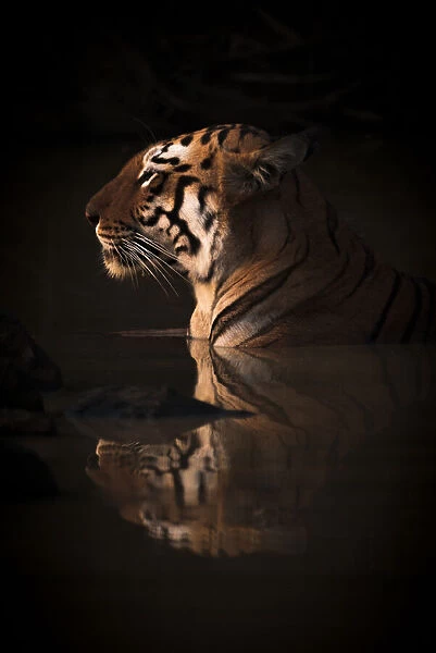 Close-up of Bengal tiger in water hole
