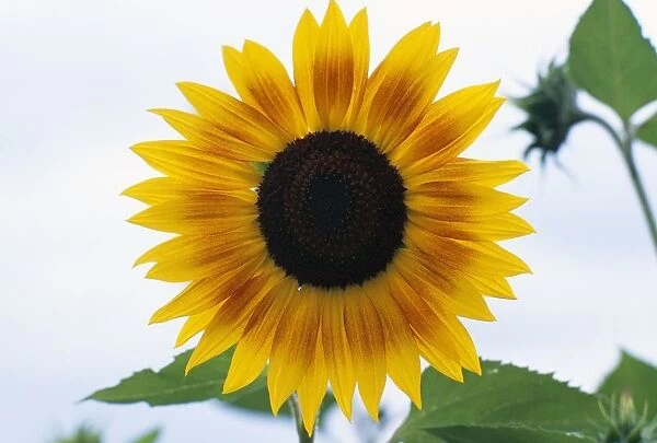 Close-Up Of Blooming Sunflower